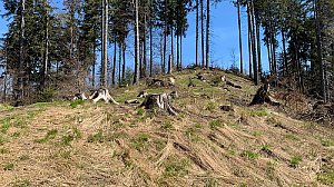 Smrkovina JZ