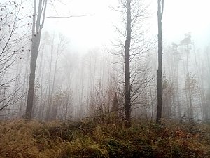 Kozlovická hora V vrchol