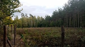 Kozlének