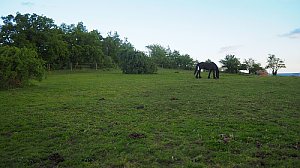 Horka
