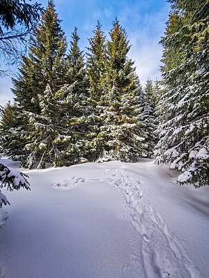 Černá stráň - S vrchol