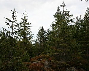 Oblík SZ