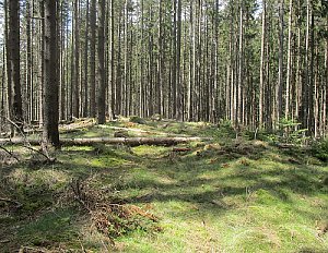 Svatý Jan V