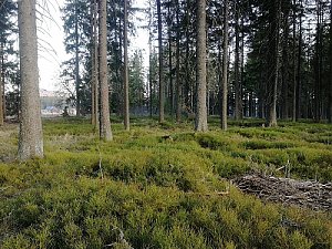 Jelení vrch JZ
