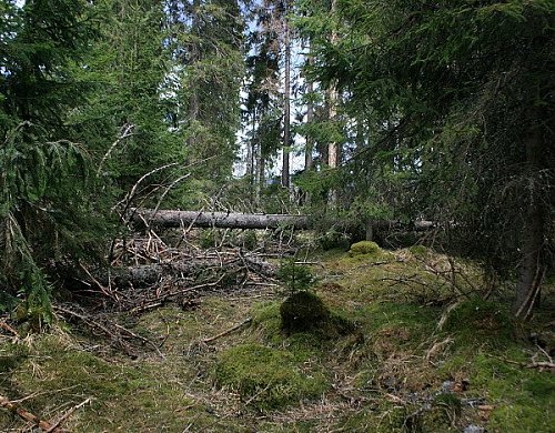 Rybárenská slať