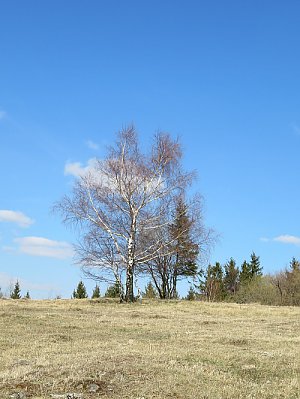 Vojšín