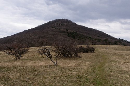 Žibrica