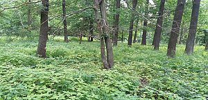 Kosí vrch