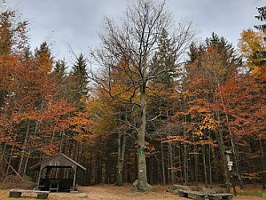 Oldřichovský Špičák SV