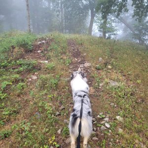 Šumava