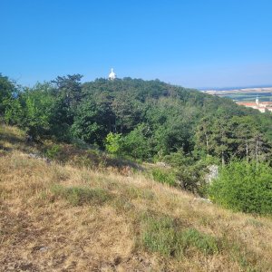 Pavlovské vrchy