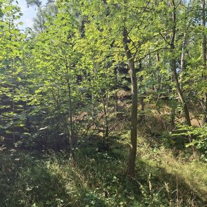 Ještědsko-kozákovský hřbet