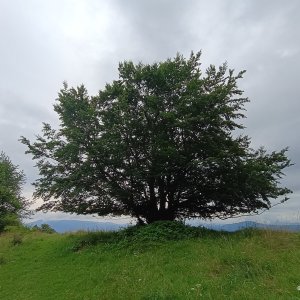 Chůze: Bocanovice, Kozubová, Kamenitý, Lomná 
