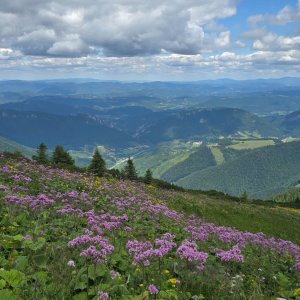 Malá Fatra: Velký Kriváň - Chleb - Polodňový Grúň  🥾🇸🇰