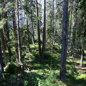 Šumava