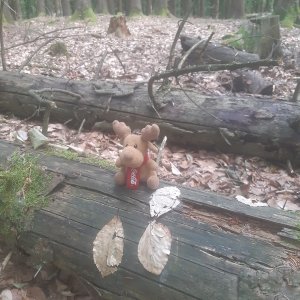 Český les: Liščí vrch a další