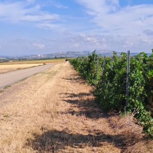 Falkenstein a Valtice 