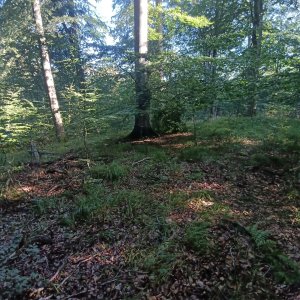 Jutský poloostrov