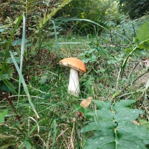 Podbeskydská pahorkatina