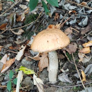 Podbeskydská pahorkatina
