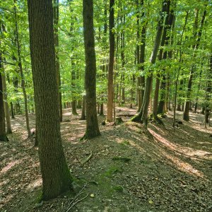 Hostýnsko-vsetínská hornatina
