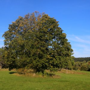 Jizerské hory