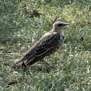 ZOOPARK Zelčín _Polední chůze