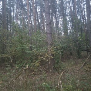 Ralská pahorkatina