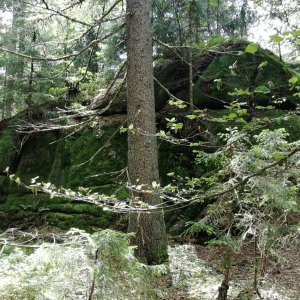 Šumava