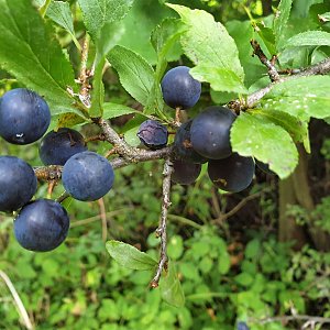 Kamenice  - Na Vrchu - Tábor 