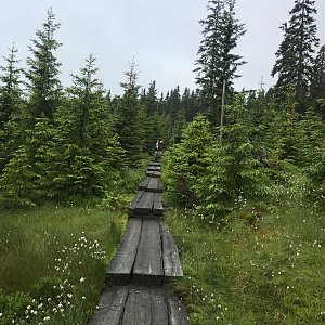 Morning Run