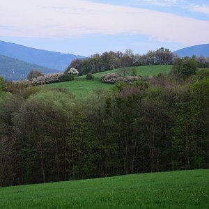 Hlásnice