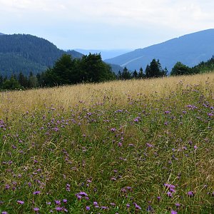 Ostrá hora - Tribulka