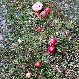 Oravska Lesna Chůze