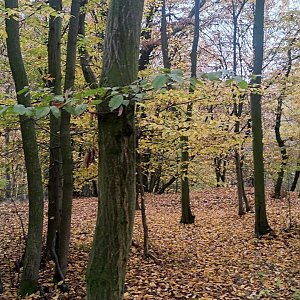 Hůrka (Šumvaldská Hůrka)