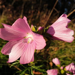 GFG Health Challenge 2022 – Přírodní park Podbeskydí