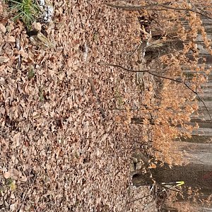 2023-02-26 Jahodna, Babi hora, Vružna, Ostry