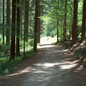 Boubínský prales (Šumava)