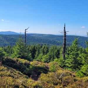 Rychlebky