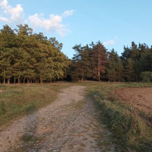 Trný