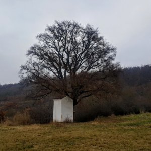 Políčko, Haknová