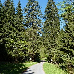 Sokol a Kamzičí vrch 2013