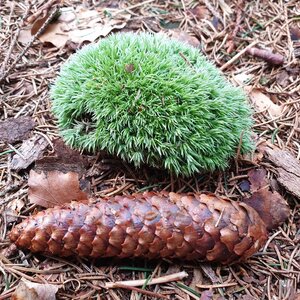 Kopce v okolí Starých Hamrů