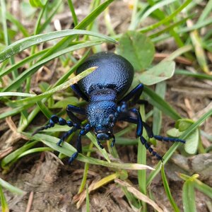 Kopce v okolí Raškovic a Pražma