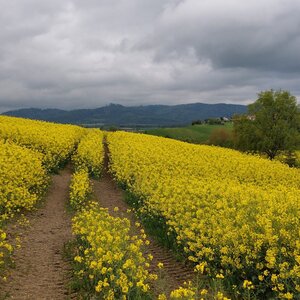Brušperk