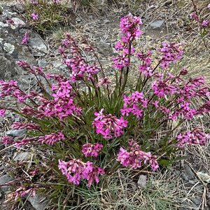 Ploučnice Spící panna Staré Splavy
