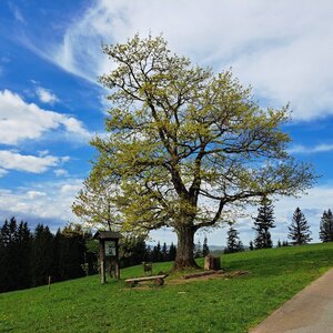 Visalaje- Staré Hamry- Samčanka