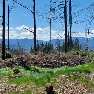 Zlaty Chlum - Bílé skály 