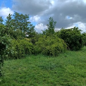 Bohdalec