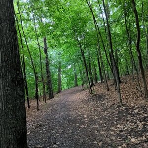 Afternoon Walk